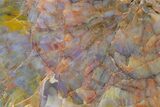 Colorful, Polished Petrified Wood (Araucarioxylon) - Arizona #147921-2